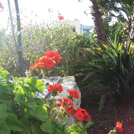 Orchidea -san Lorenzo - マルツァメミ