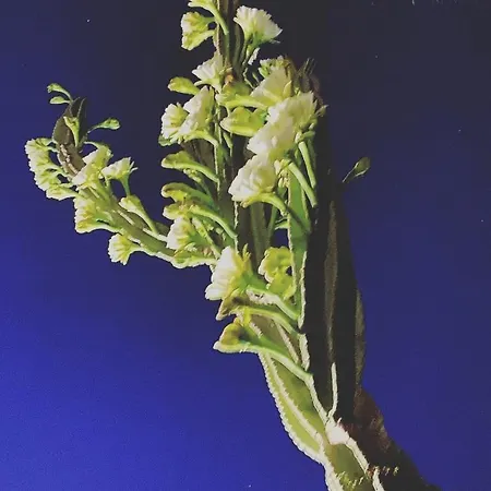 Orchidea -san Lorenzo - *